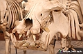 VBS_0963 - Riapre il Museo di Scienze Naturali dopo dieci anni di chiusura